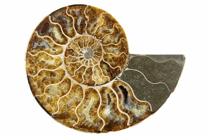 Cut & Polished Ammonite Fossil (Half) - Madagascar #346011